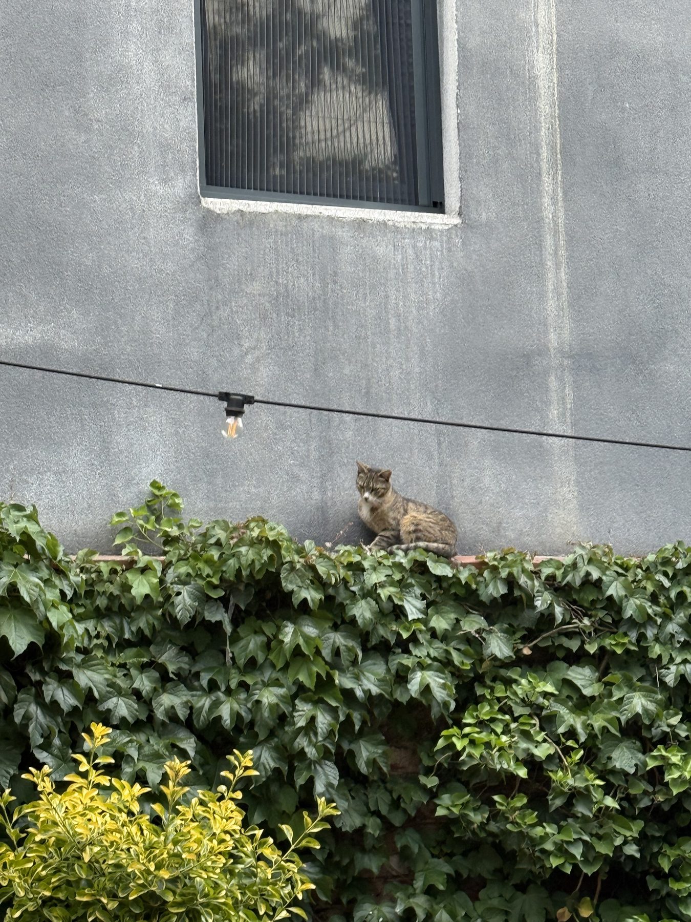 The cat on the garden wall