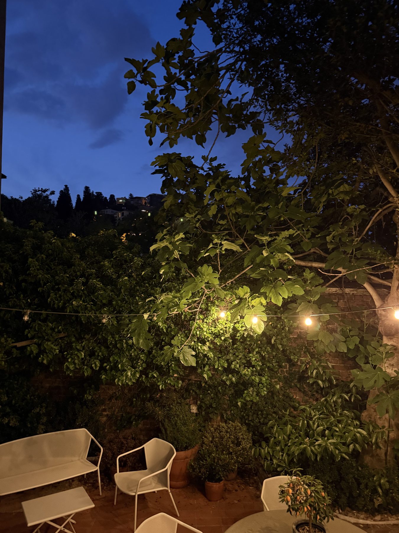 The garden at dusk